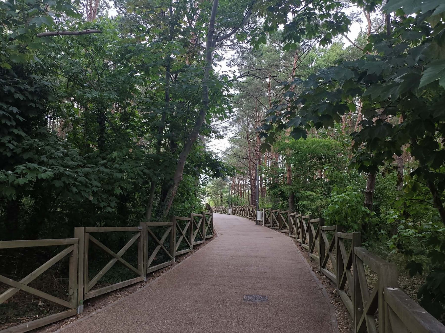 Promenada wśród sosen prowadząca na plażę